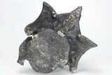 Tyrannosaur Cervical Vertebra - Two Medicine Formation #211086-4